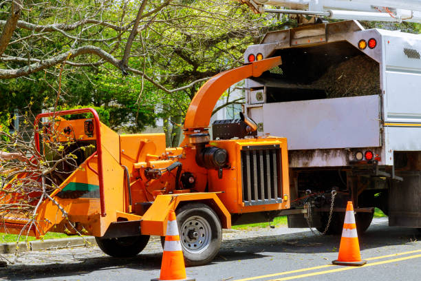 Reliable Richmond Hill, GA Tree Services Solutions