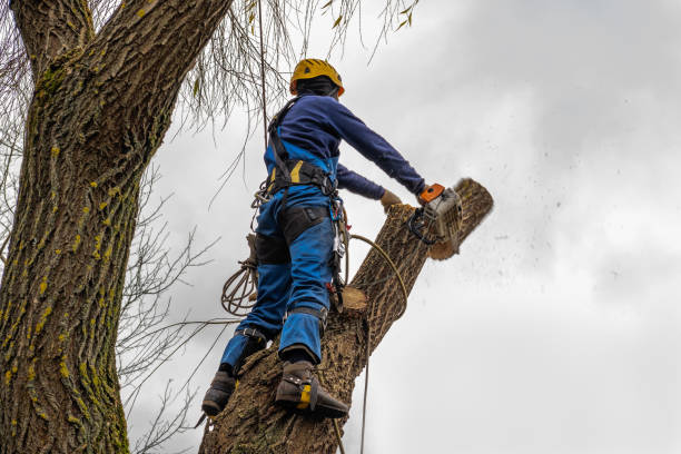 Best Emergency Tree Removal  in Richmond Hill, GA