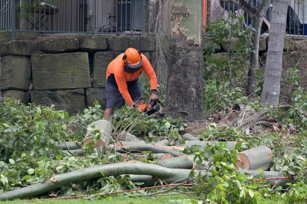 Best Tree Removal  in Richmond Hill, GA